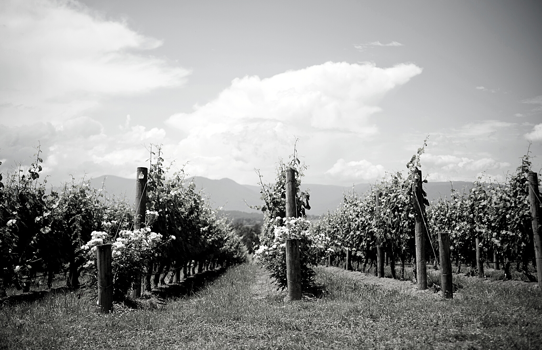 Yarra Valley Winery