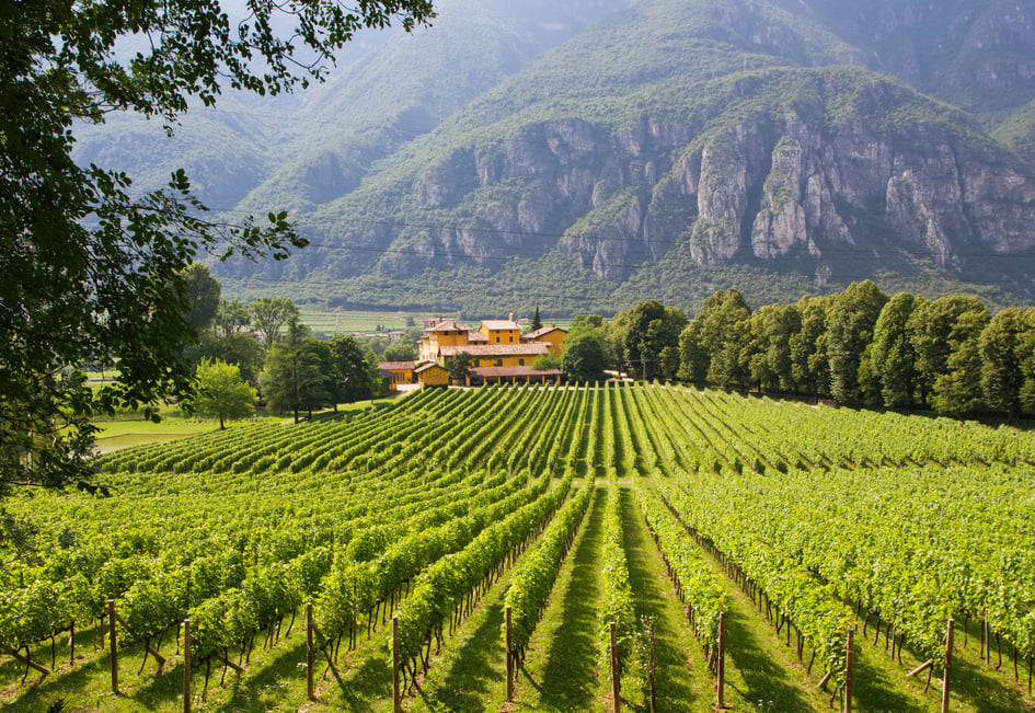 Winery in Trento, Italy